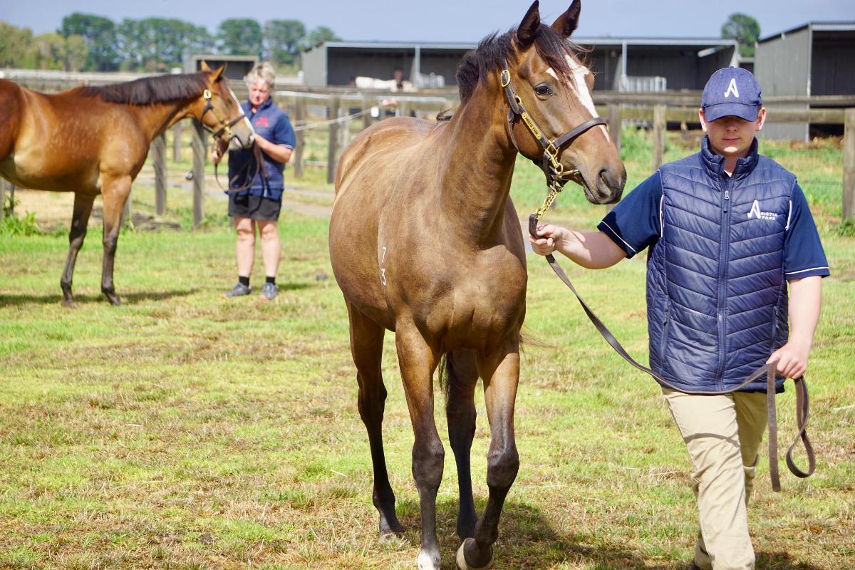 Wild Ruler x Saratoga Treasure (USA) Filly