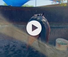 STREAK OF GOD (Playing God 2yo gelding)
