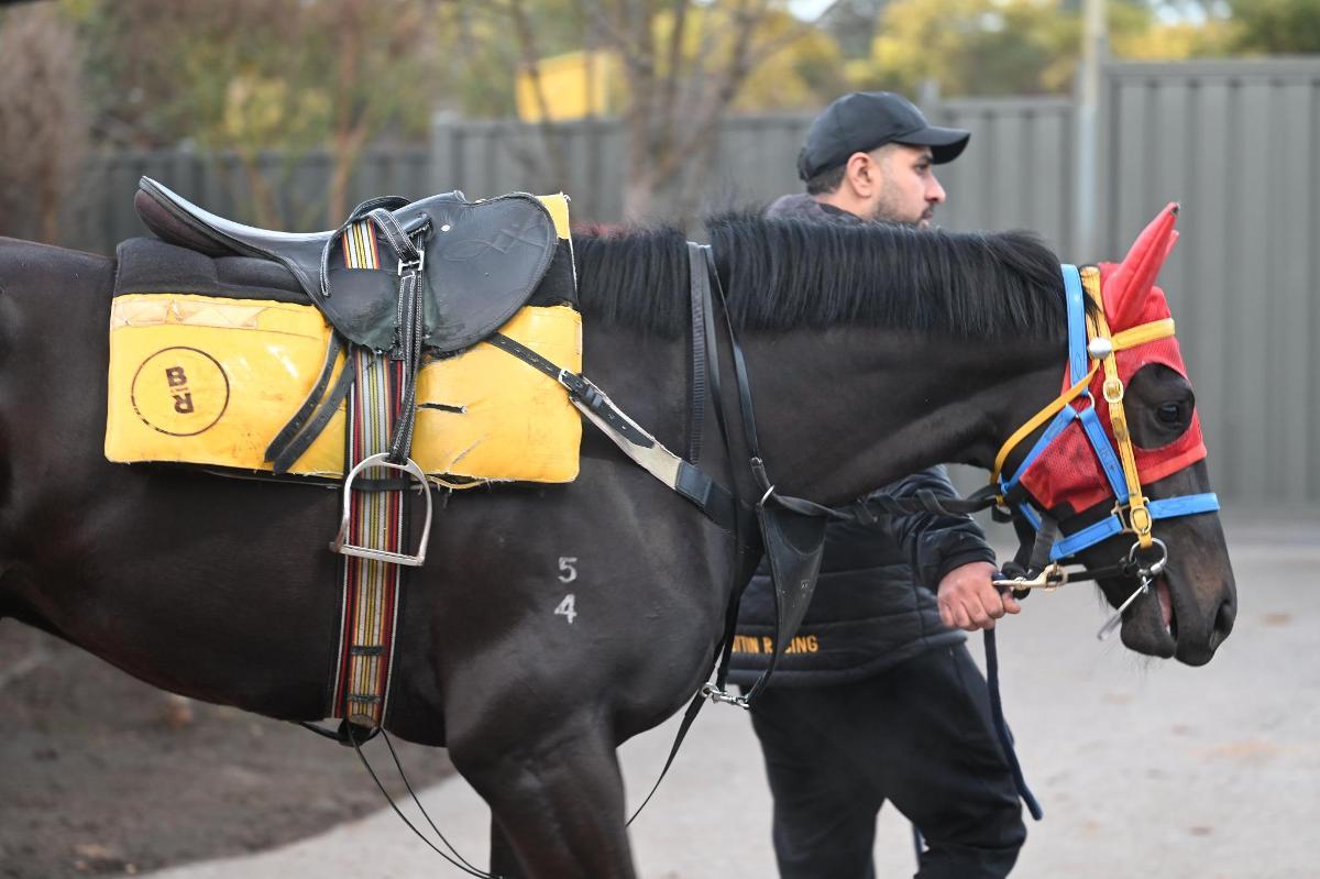 horse-image