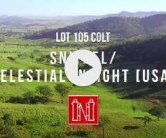 Snitzel x Celestial Insight