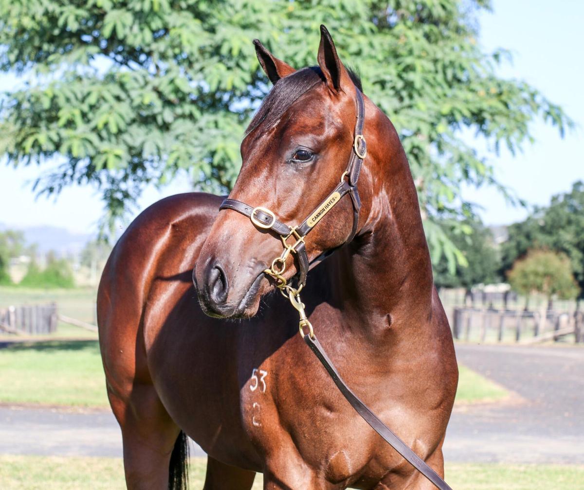 horse-image