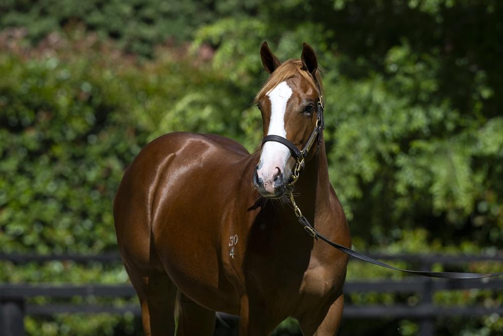 Sejardan X Neighbourhood filly