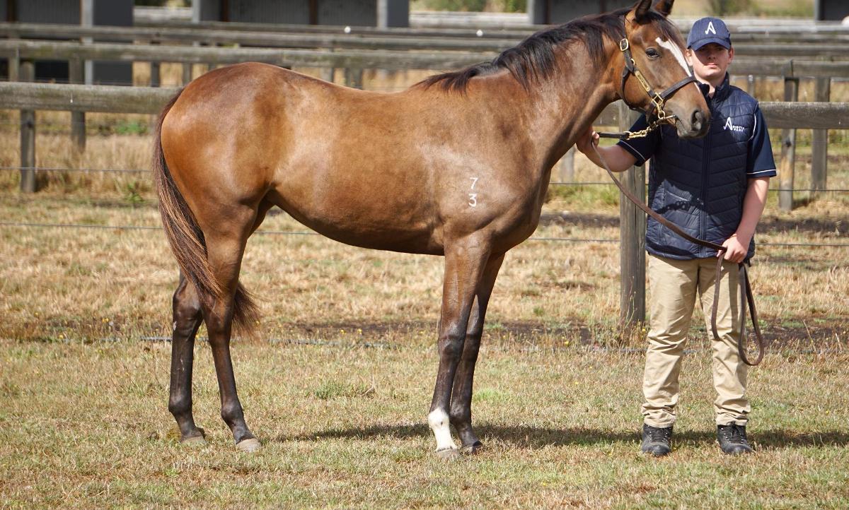 Wild Ruler x Saratoga Treasure (USA) Filly