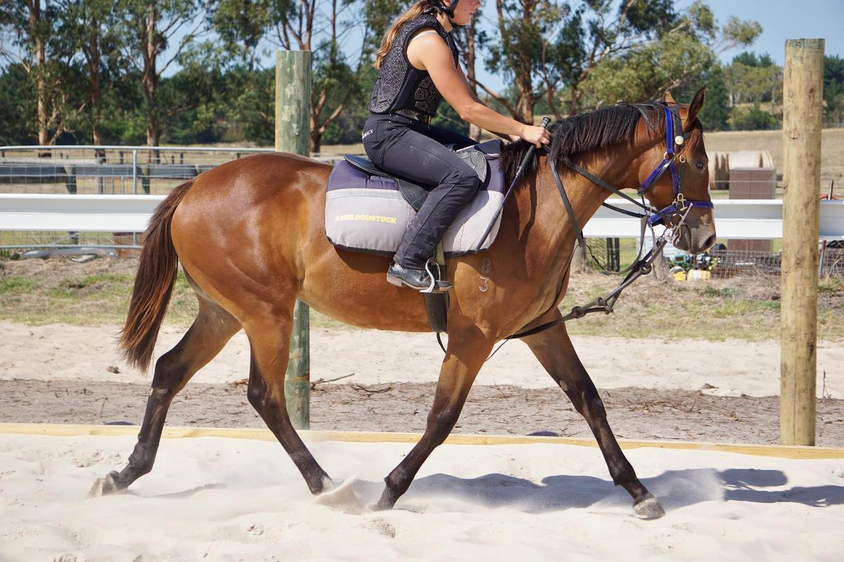 Wild Ruler x Face Forward filly