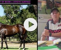 A Filly - Spirit of Boom x Catseye Surprise