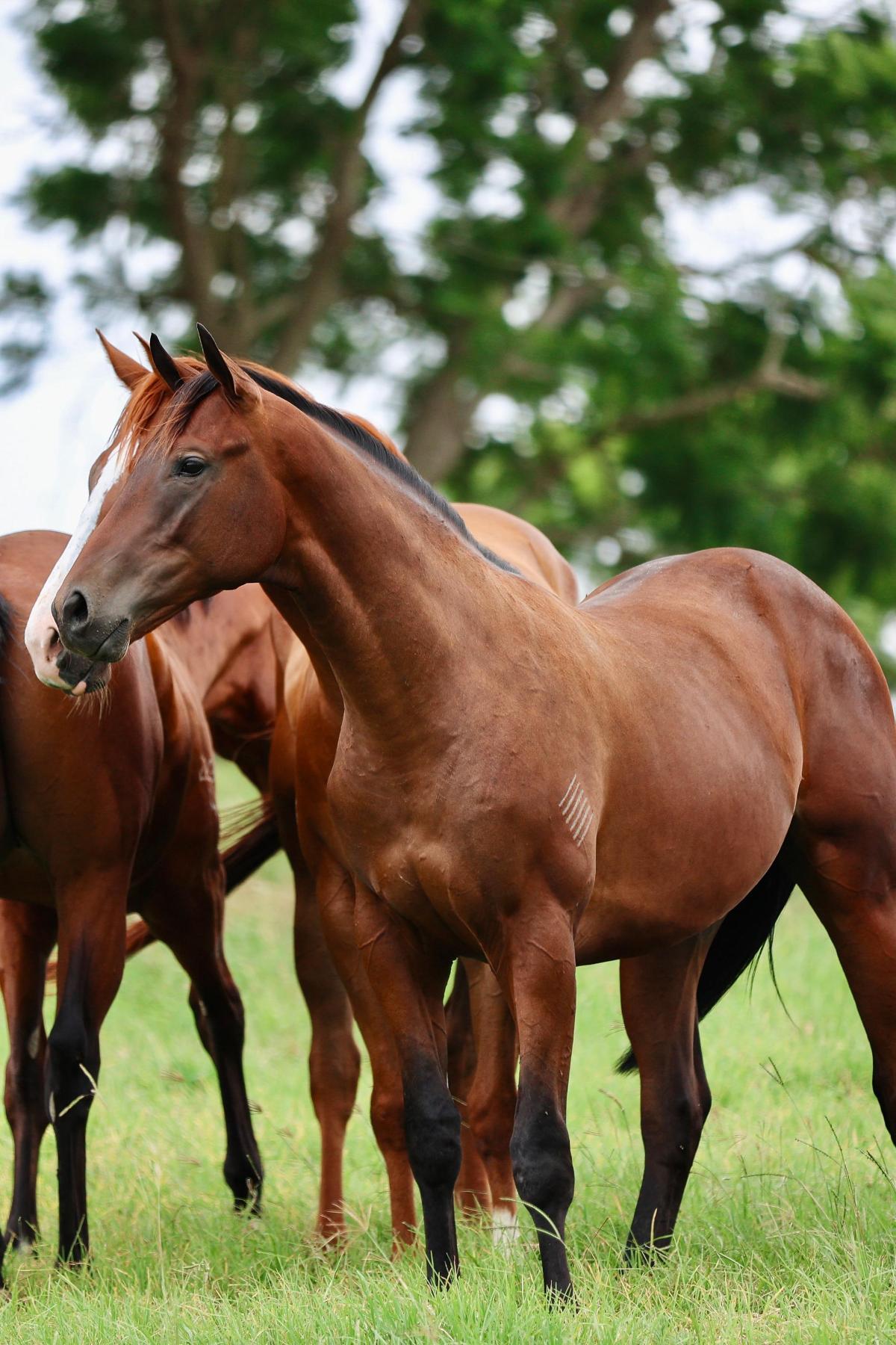 So You Think x Zenon Colt