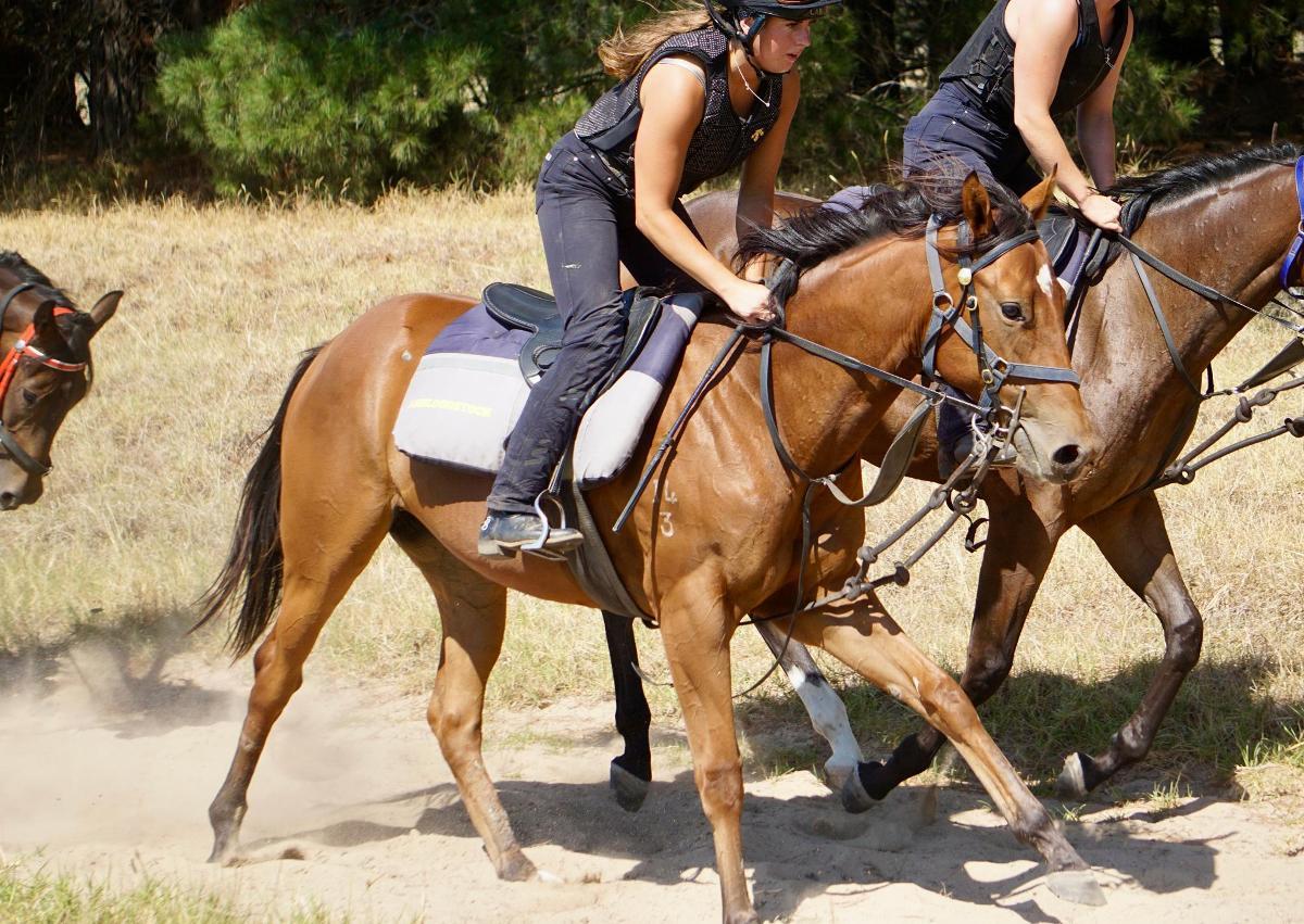 Anders x Madame Trop Vite Filly