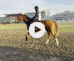 Jacquinot x Show Me More Colt