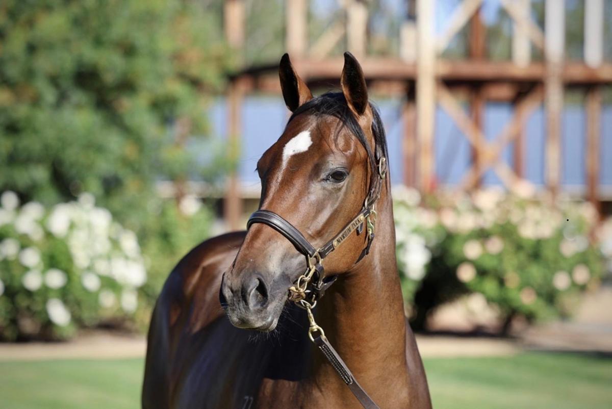 horse-image