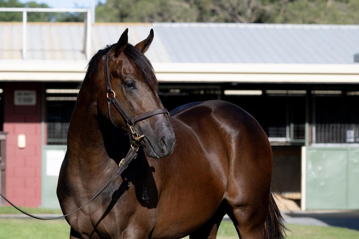 horse-image