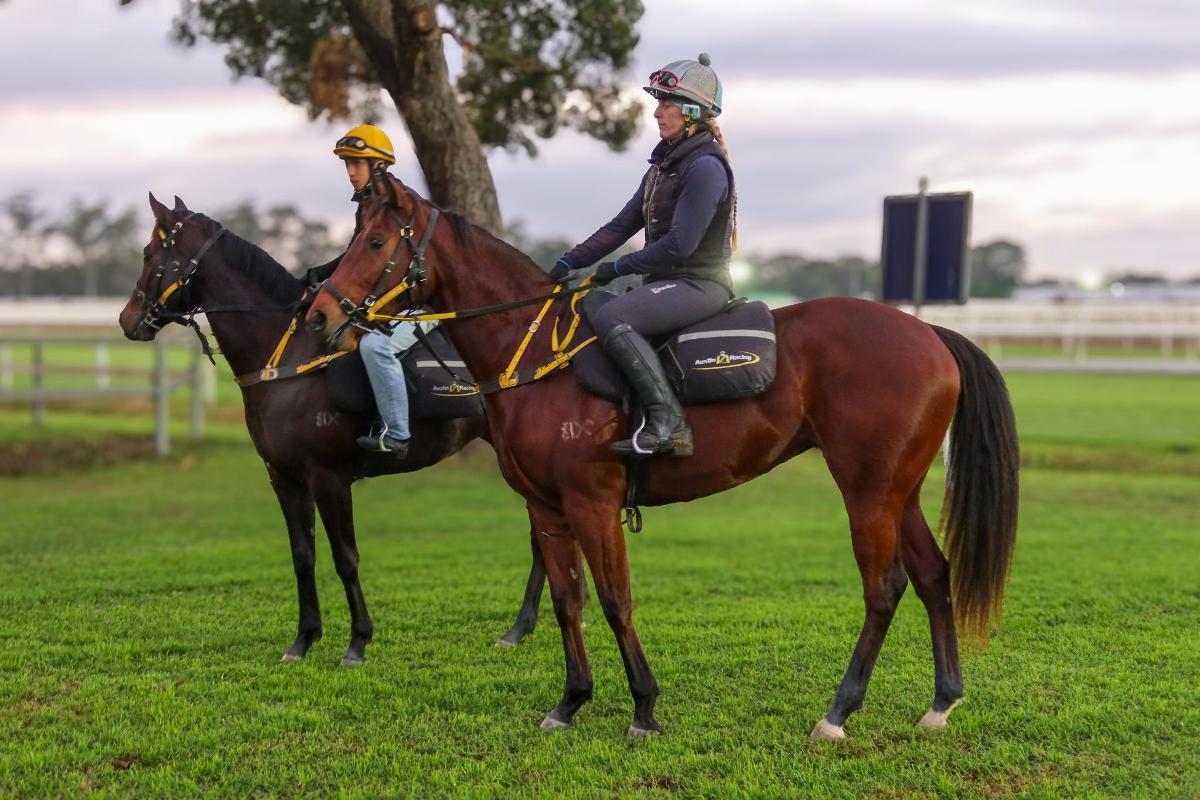 horse-image