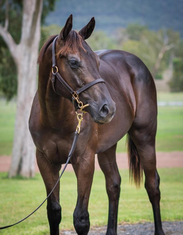 horse-image