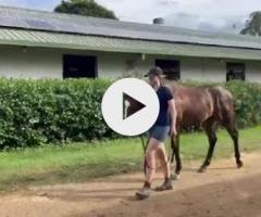 A colt : Better Than Ready x Zunaida