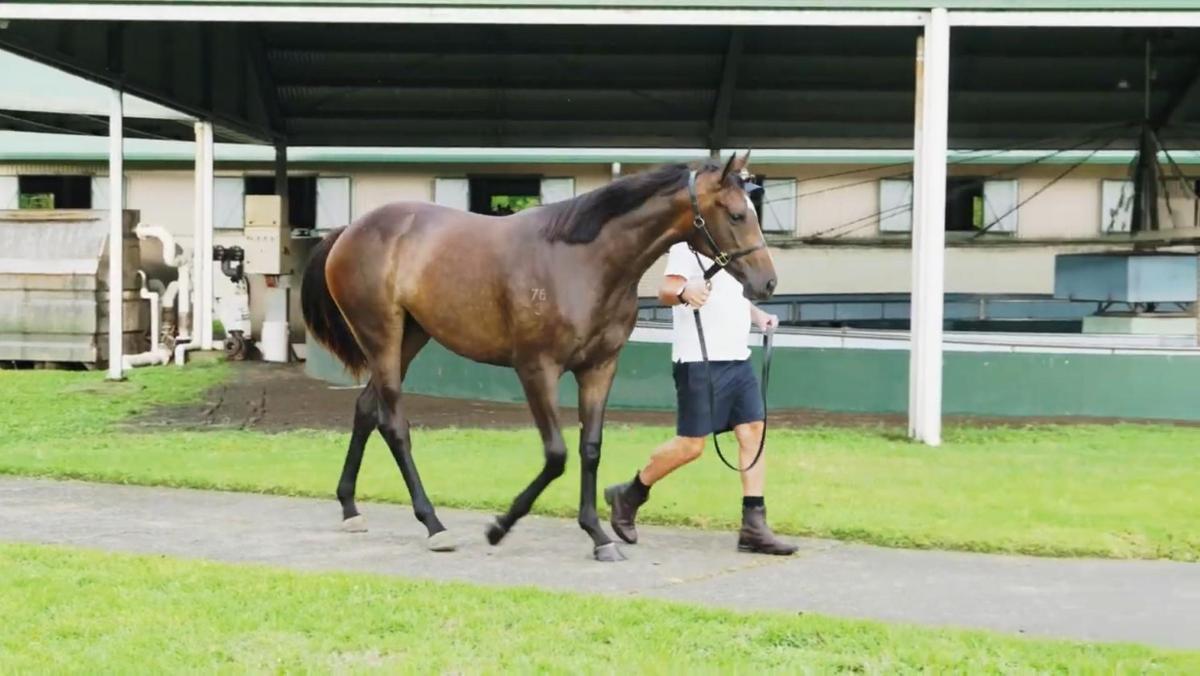 Tarzino x Romantic Lady