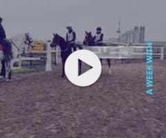 Brutal x Rock The World Colt