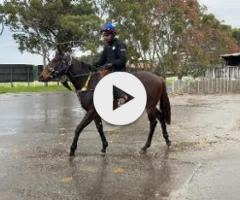 Snitzel/Dalt Vila '24