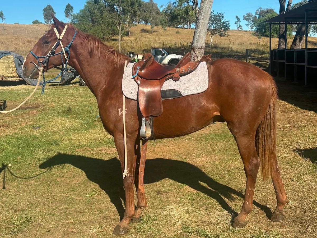 Trapeze Artist Colt 