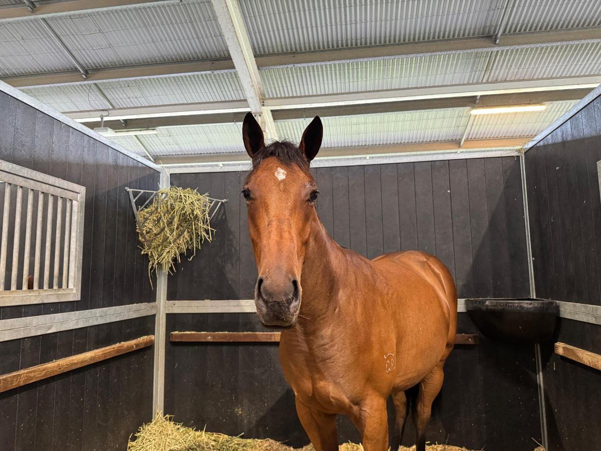 Brave Smash x Pindan Pearl