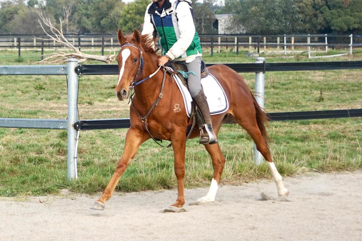 Ghaiyyath x Scout Finch Filly