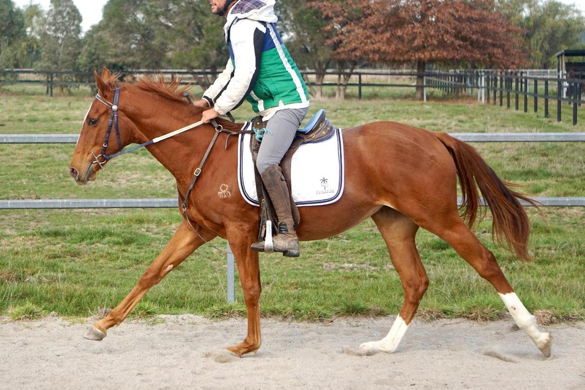 Ghaiyyath x Scout Finch Filly