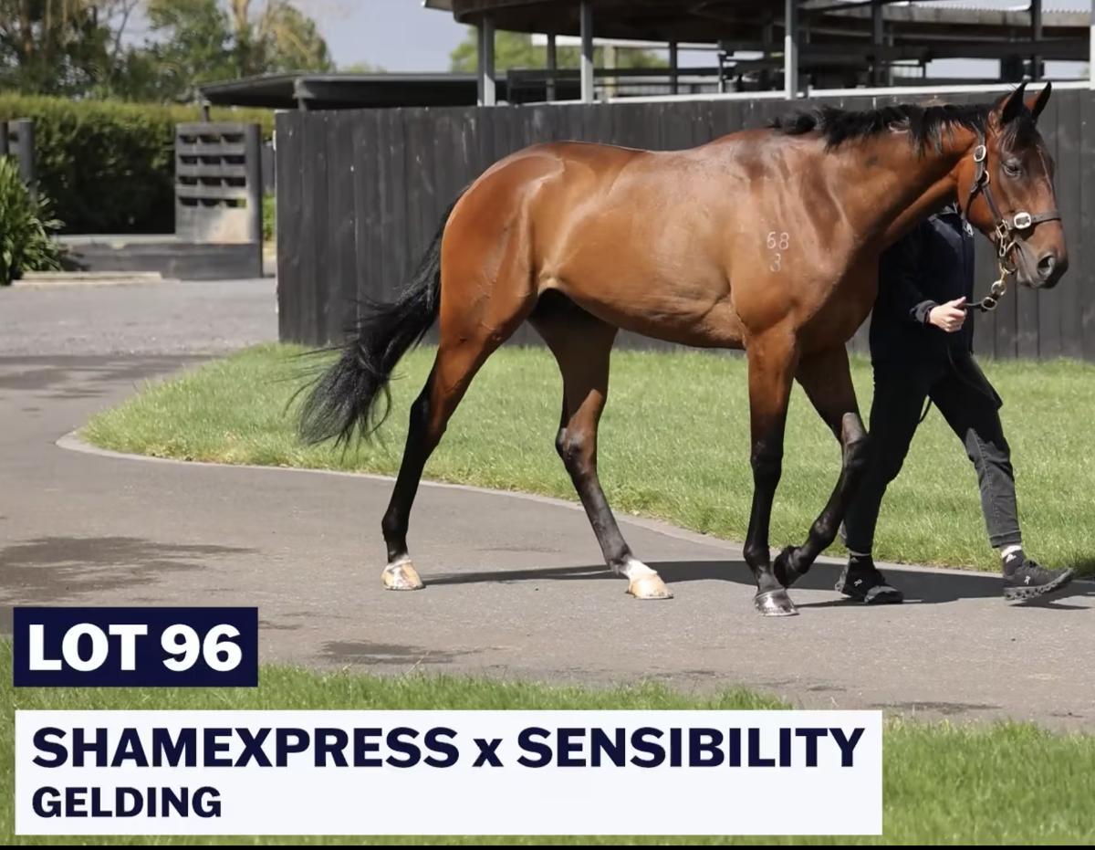 Shamexpress x Sensibility NZB READY TO RUN!