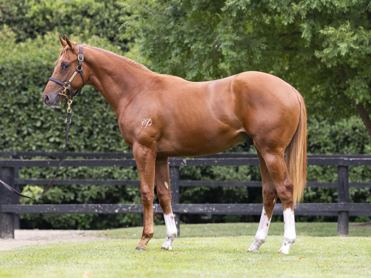 horse-image