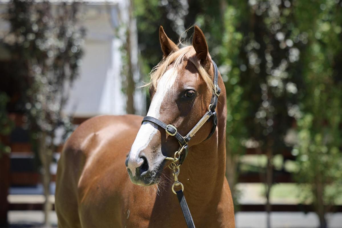 Brave Smash X Nags To Riches