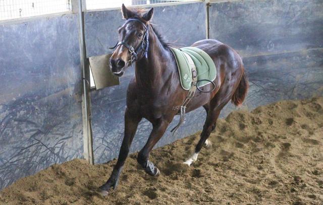 North Pacific x Wolfsburg Filly ‘23
