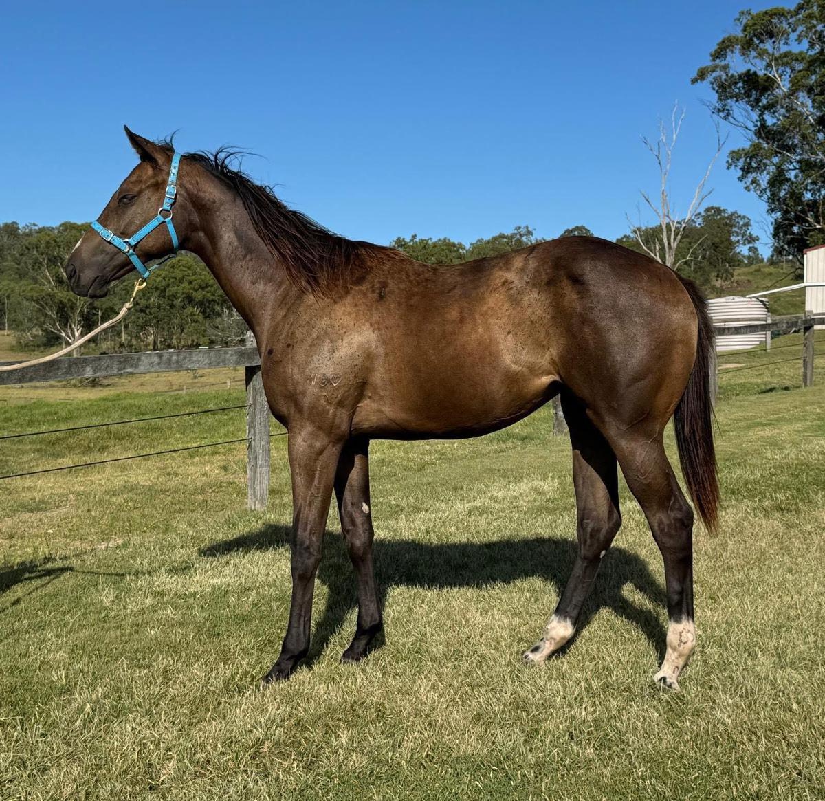 North Pacific x Wolfsburg Filly ‘23
