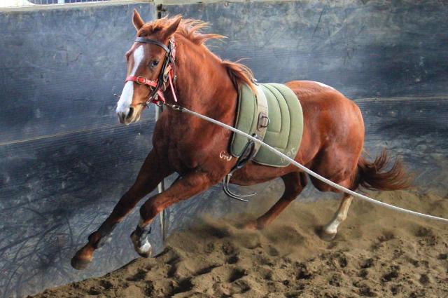 Street Boss x Ariege ‘23 Filly