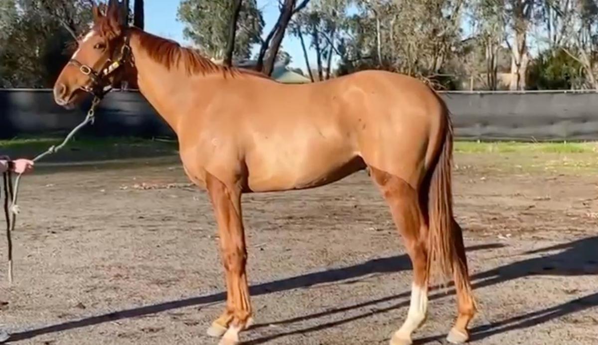horse-image