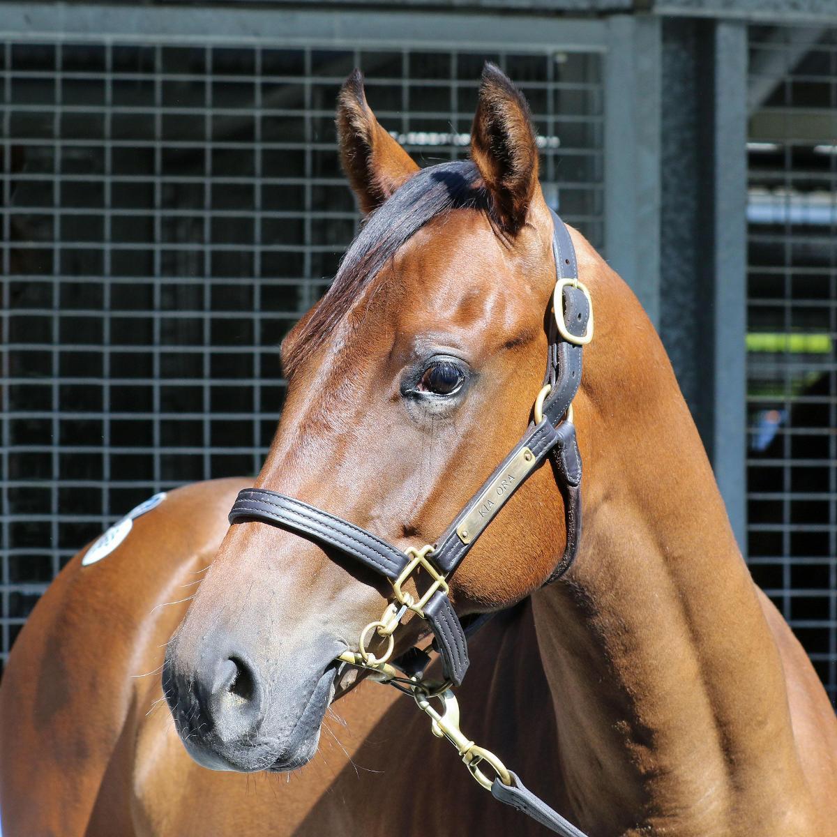 Ole Kirk x Miss Wilson Filly