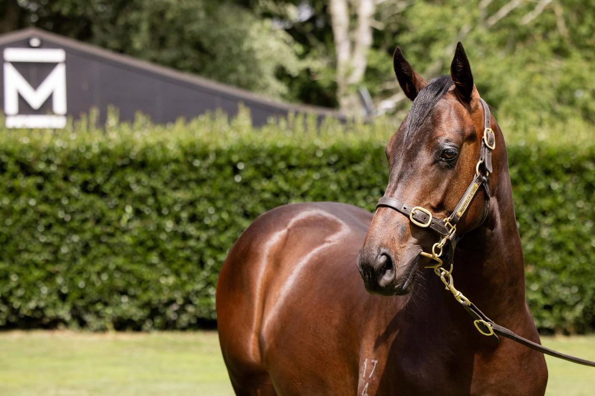 Profondo / Monet Colt