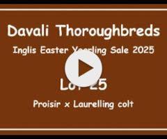 PROISIR x LAURELLING