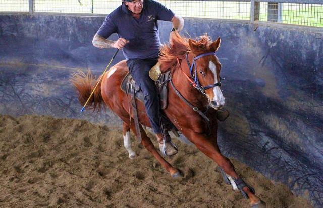 Street Boss x Ariege ‘23 Filly