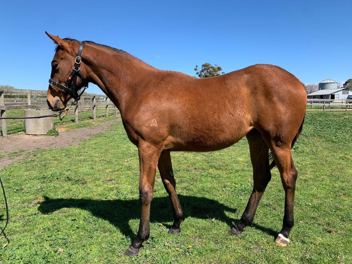 Pride of Dubai x Cherief's Choice '24