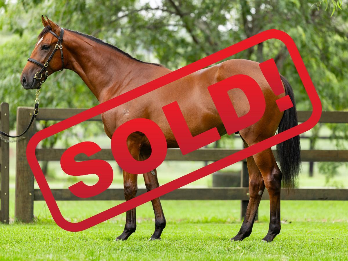 horse-image