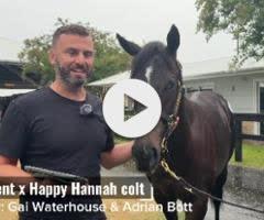 Hellbent x Happy Hannah colt