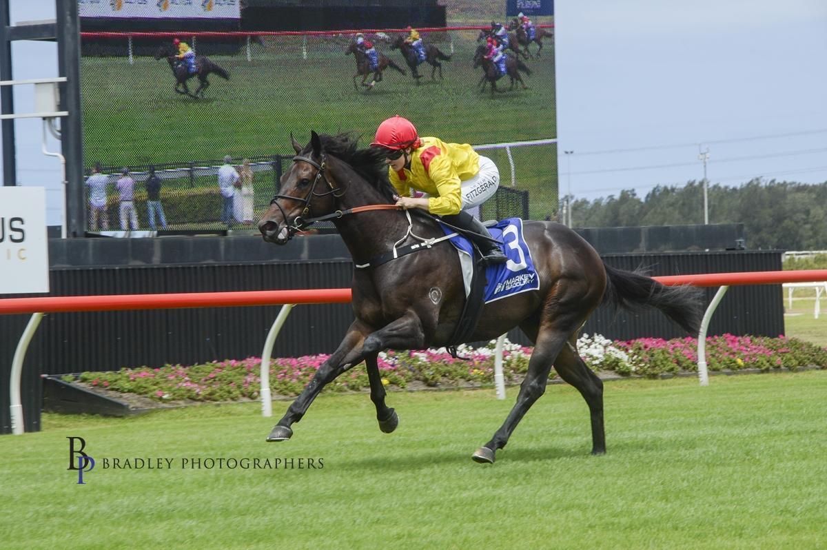 horse-image