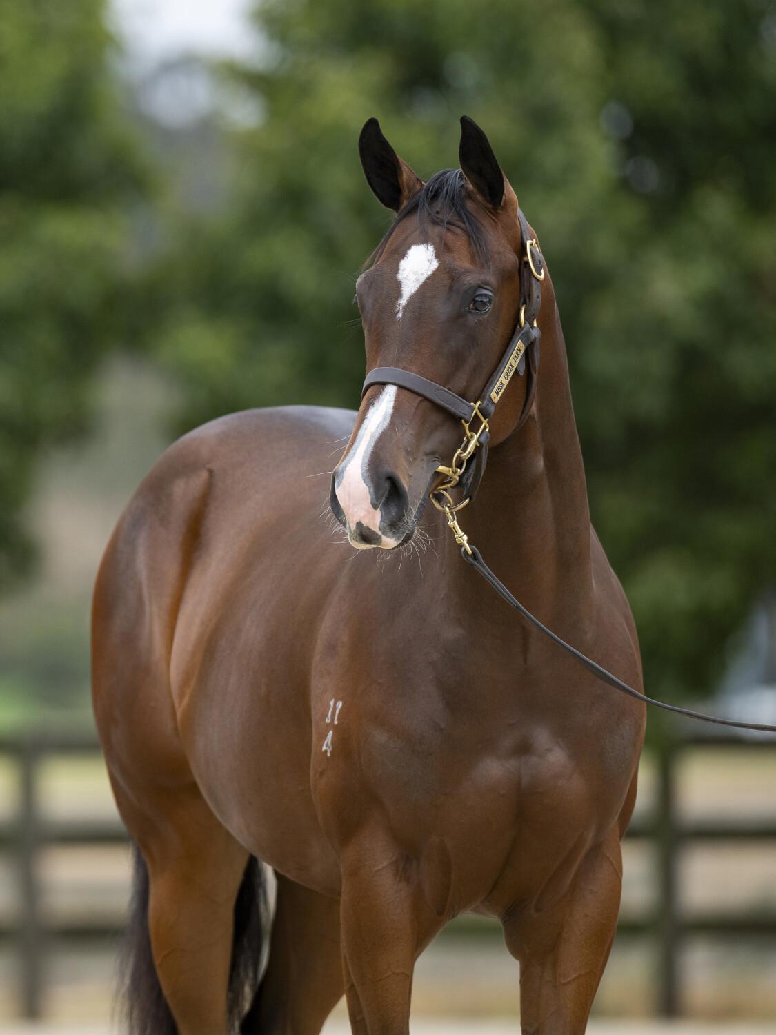 Toronado X Ascertain