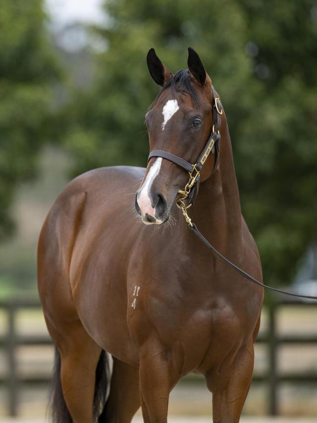 Toronado X Ascertain