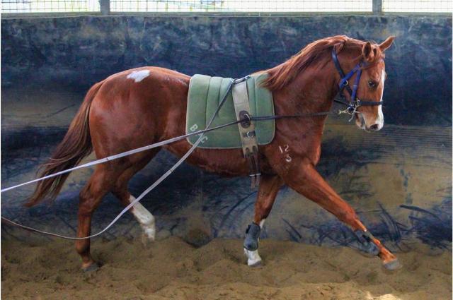 Street Boss x Ariege ‘23 Filly