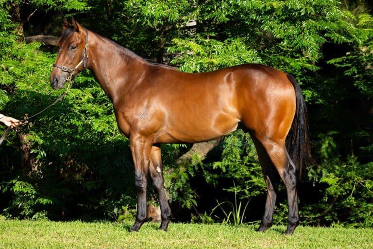 horse-image