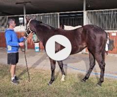 Spirit of Boom x Marluccio Filly