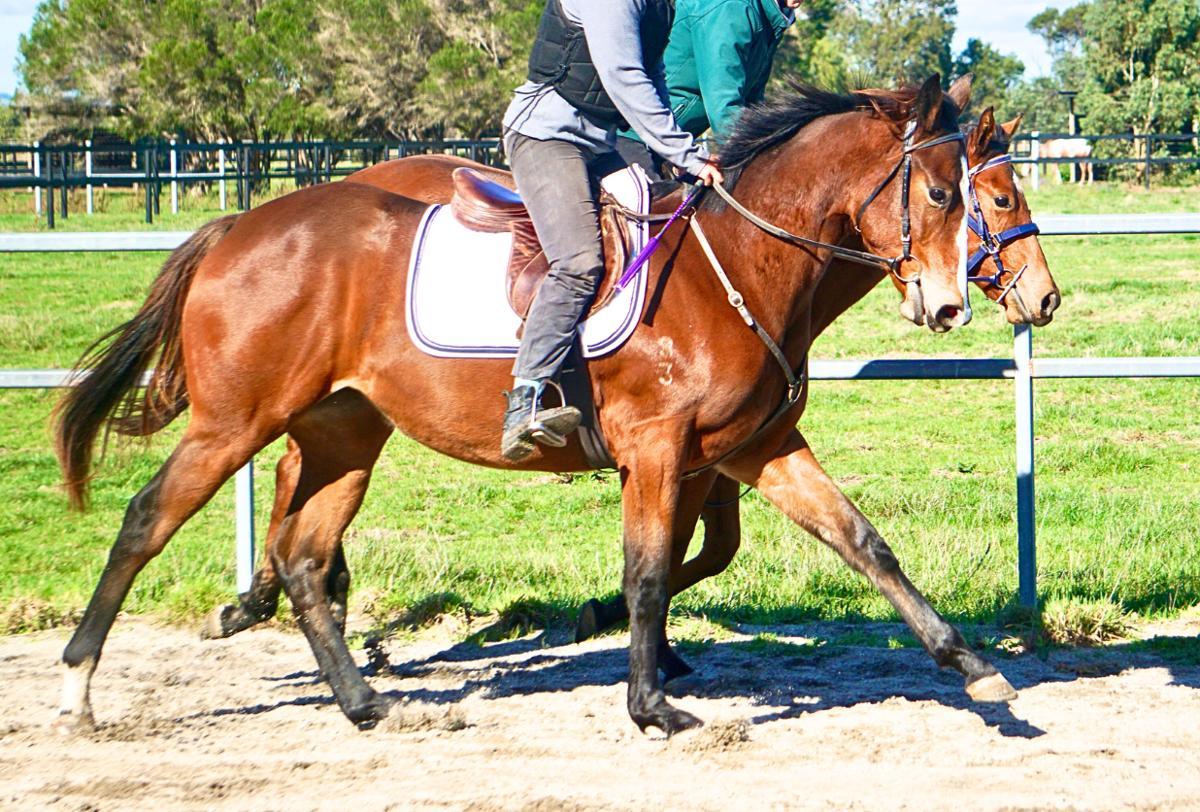 Wild Ruler x Face Forward filly