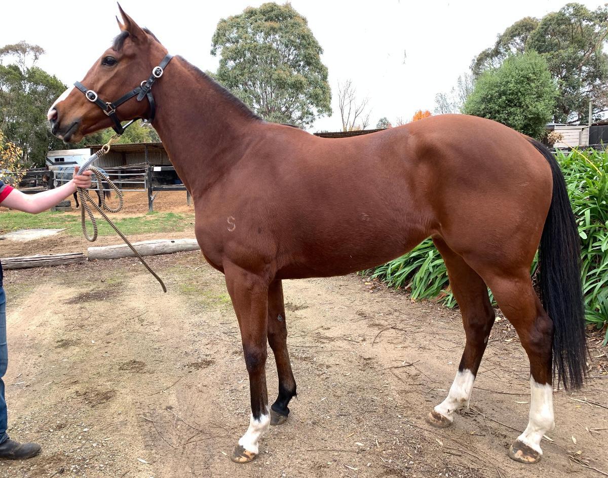 horse-image