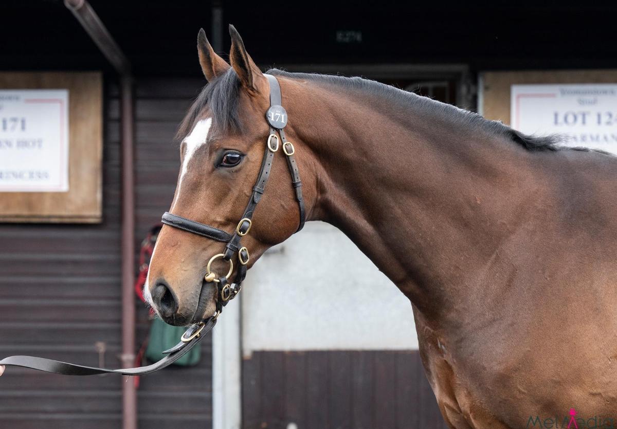 horse-image