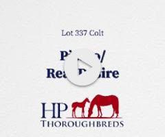 Pierro x Real Desire colt