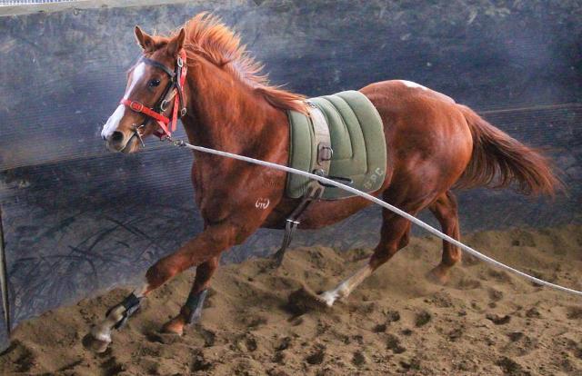 Street Boss x Ariege ‘23 Filly