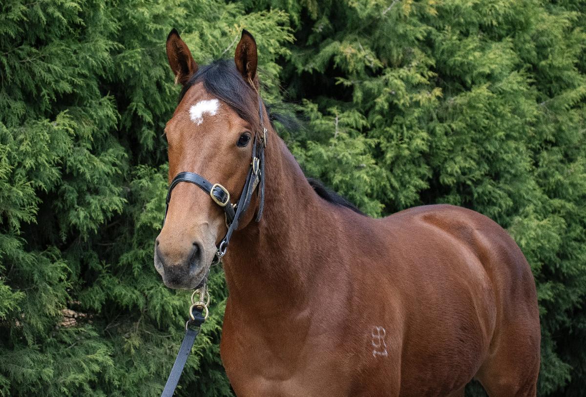 horse-image